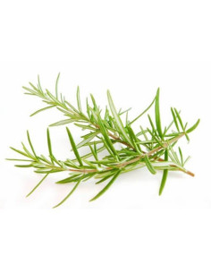 Romarin 1,8 Cineole Bio 2